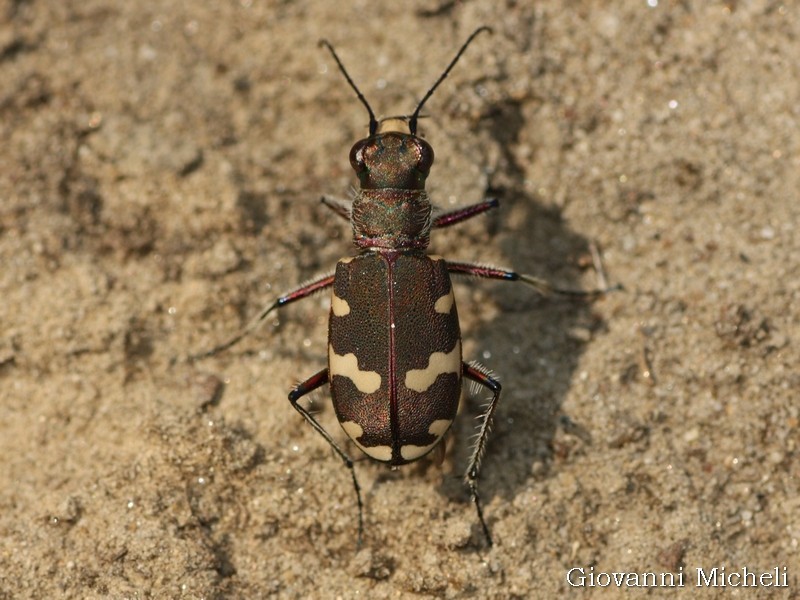 Carabidae: Cicindela...? Cicindela hybrida transversalis